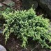 Можжевельник чешуйчатый Холгер (Juniperus squamata Holger)