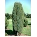 Можжевельник обыкновенный Суецика (Juniperus communis Suecica)
